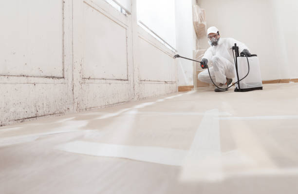 24/7 Emergency Black Mold Removal experts in Thompsonville, MI