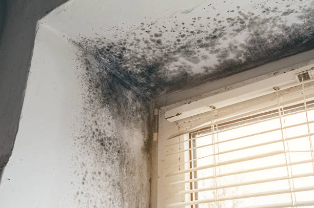 Trusted Black Mold Removal service in Thompsonville, MI - Cheap Mold Removal